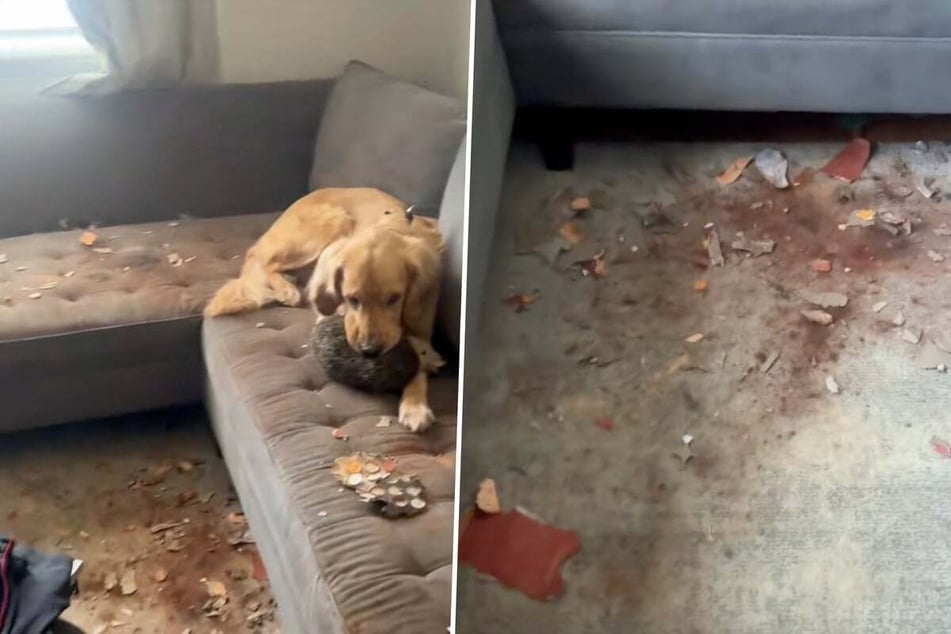 Dogs Bentley and Beau were allowed to stay in their Florida home all by themselves for the very first time recently. But when their owner returned after the "experiment," she was shocked!