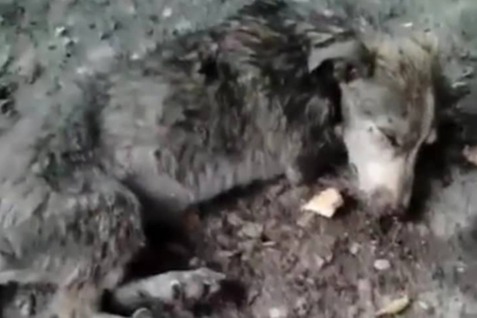 Dog fell into a coma after being hit by car, but what happened next is amazing!