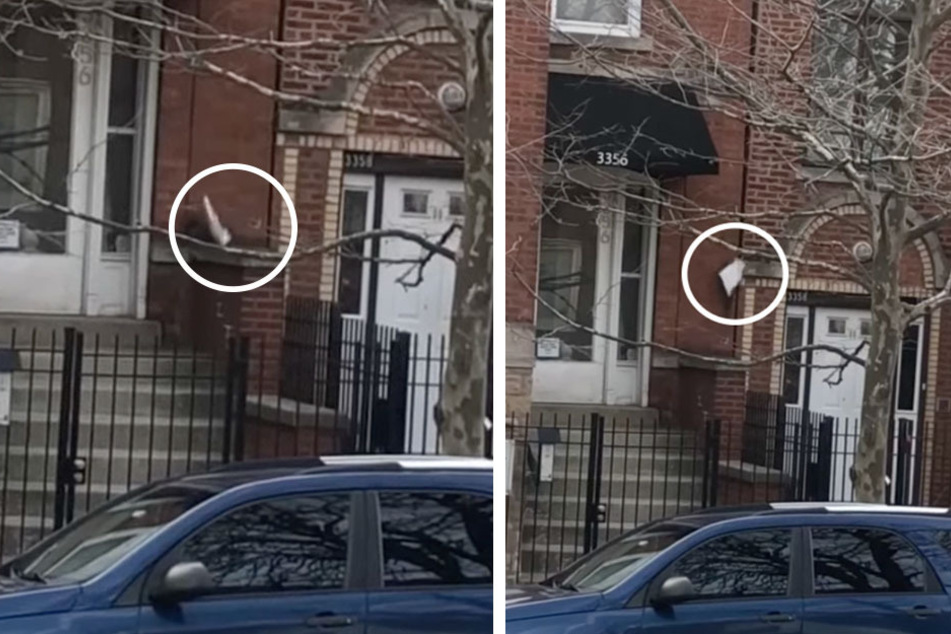 Critter crime: video shows unlikely thief making away with a package