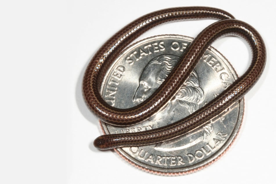 This handout photo obtained, courtesy of Re:wild, shows a Barbados threadsnake and a US quarter.