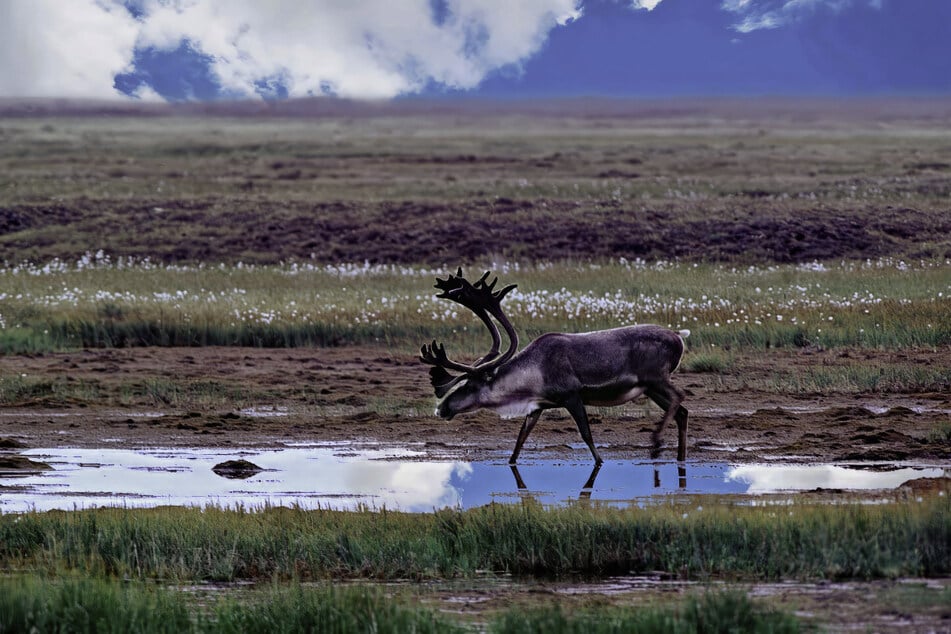A lone caribou grazes in Alaska's Arctic National Wildlife Refuge.