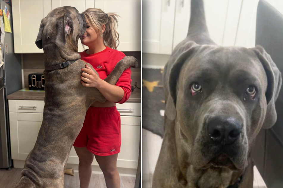 Surprise! After a few months, Nico turned out to be a true Cane Corso. Still, his owner loves him.