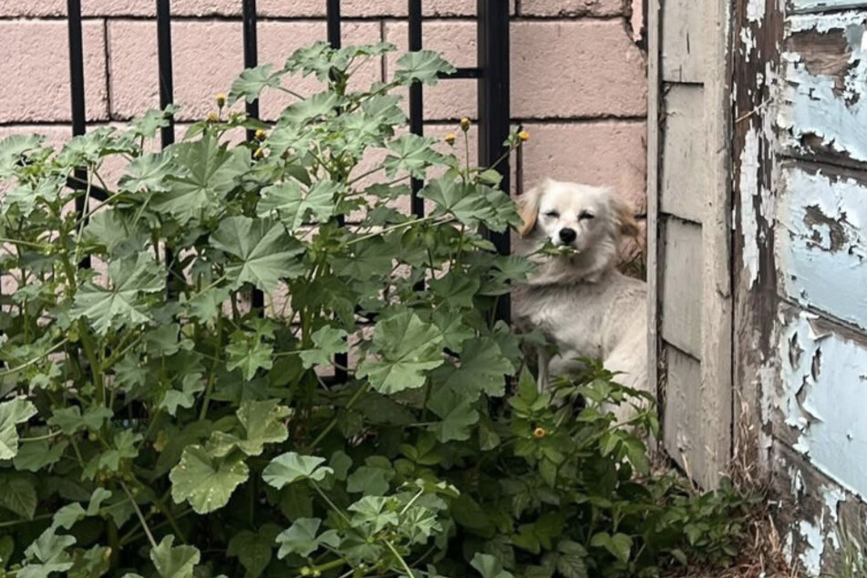 Rescuer Suzettte Hall was determined to save all of the abandoned pups.