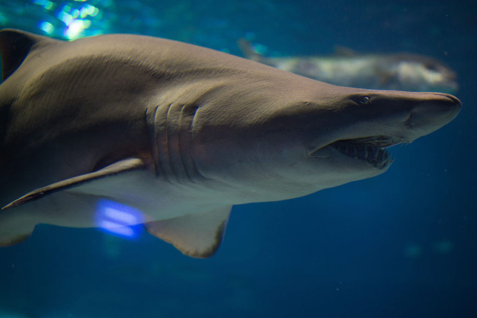 Russian man killed in shark attack off Egypt's Red Sea coast