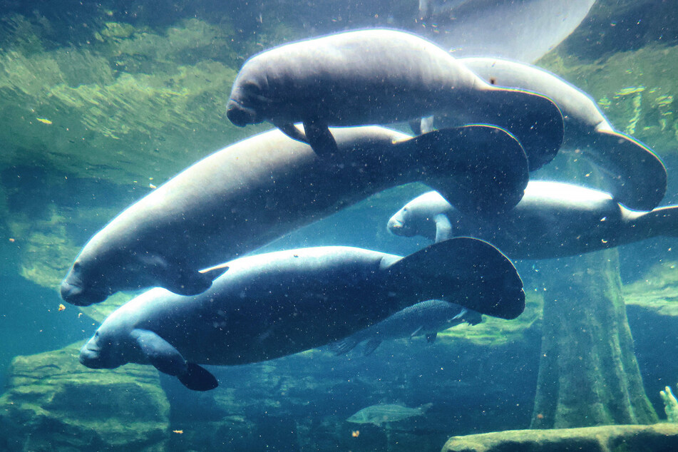Recovered manatees rehabbed at the SeaWorld Orlando Animal Rescue Center.