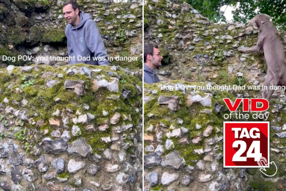 Viral Video of the Day for June 3, 2024: Dog jumps to dad's unnecessary rescue: "Polly, get down!"