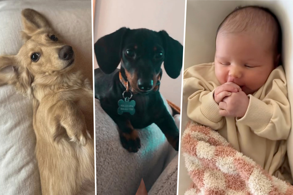 Grouchy Dachshund dogs turn over a new leaf when baby sister is born!