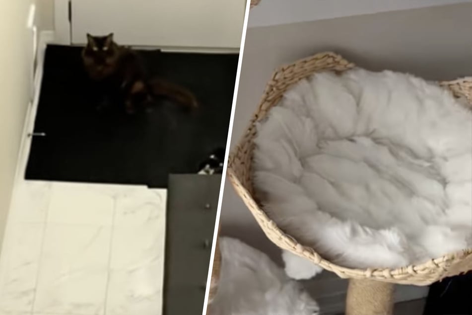 Woman can't find cat anywhere – when she finally discovers the animal, her heart melts!