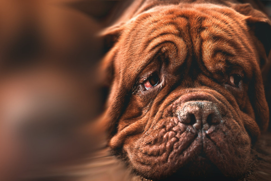 Can dogs cry tears of joy? A new study has a surprising answer