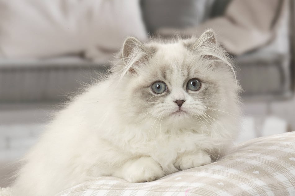 Minuets are tiny little cats - permanent kittens. And what's more adorable than a kitten?