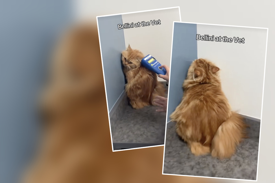Cat tries to escape the vet with his hilarious "hiding spot"