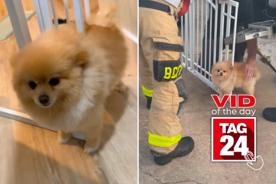 Viral Video of the Day for April 24, 2026: Dog gets stuck in gate – and firefighters have to free him!