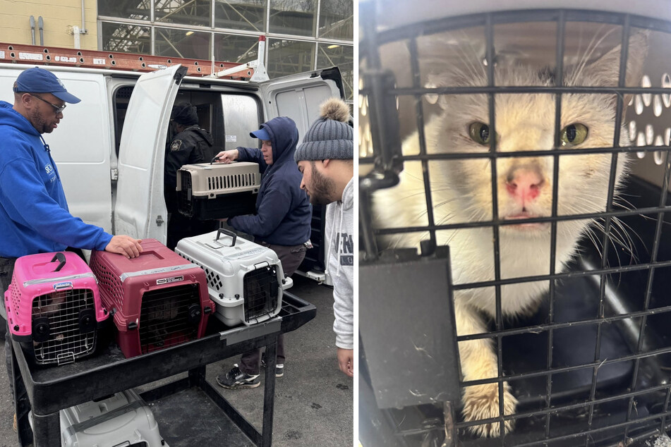 The team rescued a total of 29 cats, some of whom were in a terrible condition.