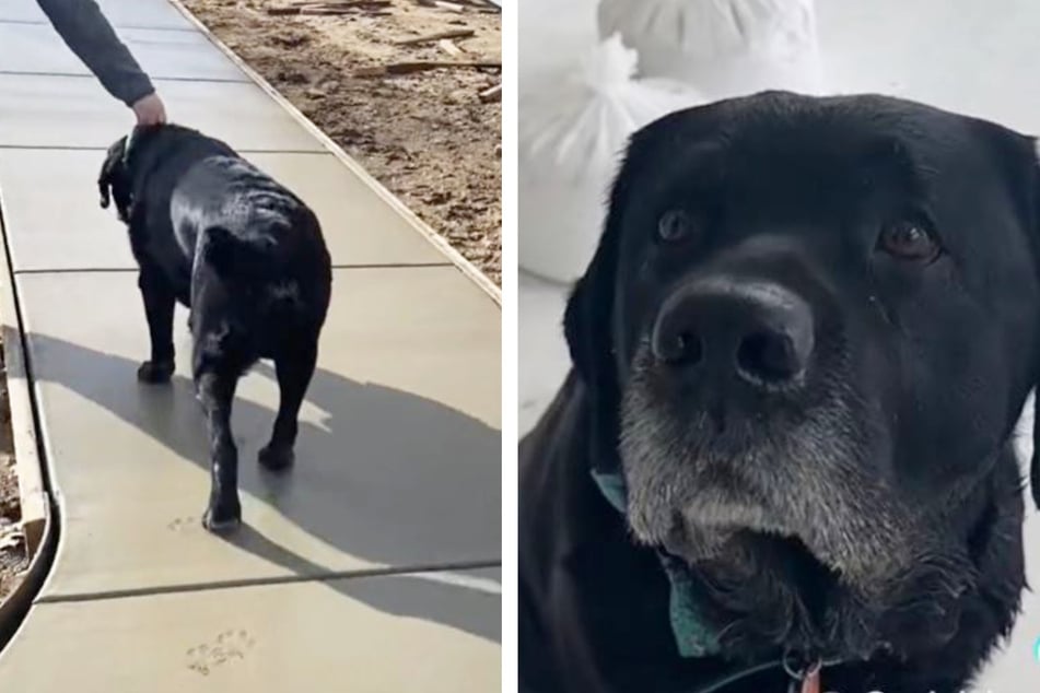 Labrador goes viral after getting the Hollywood Walk of Fame treatment at his vet!