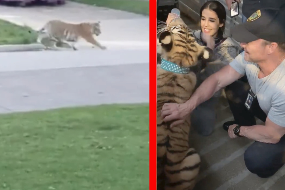 Missing tiger that terrified Houston neighborhood is finally found