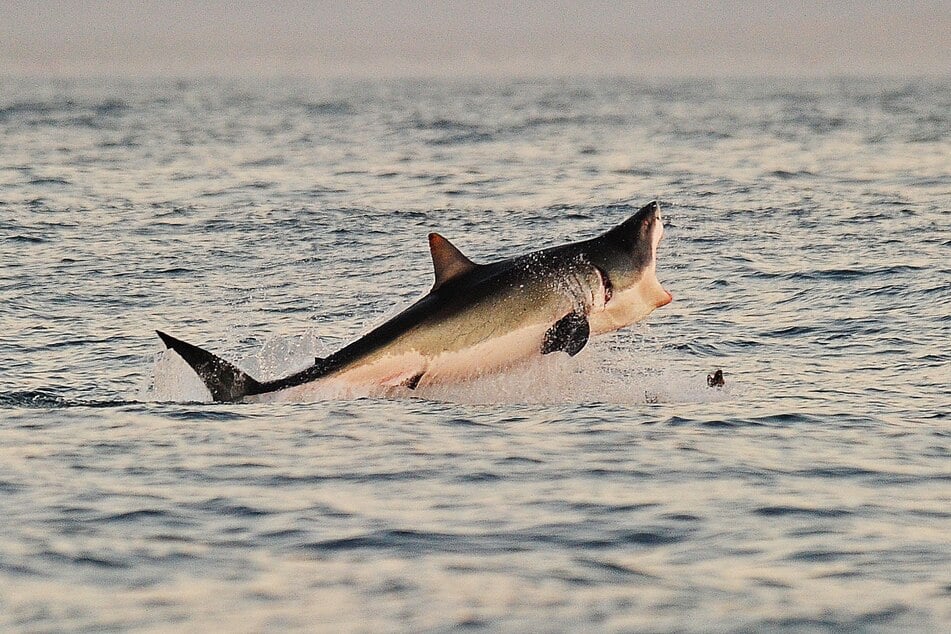 A beach in Western Australia was temporarily closed after a woman was knocked off her surf ski by a large shark on Thursday morning.