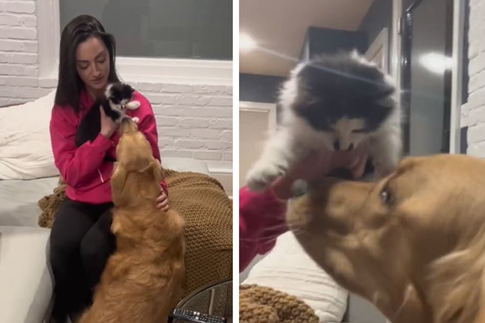 Dog meets cat sibling for the first time and melts TikTokers' hearts