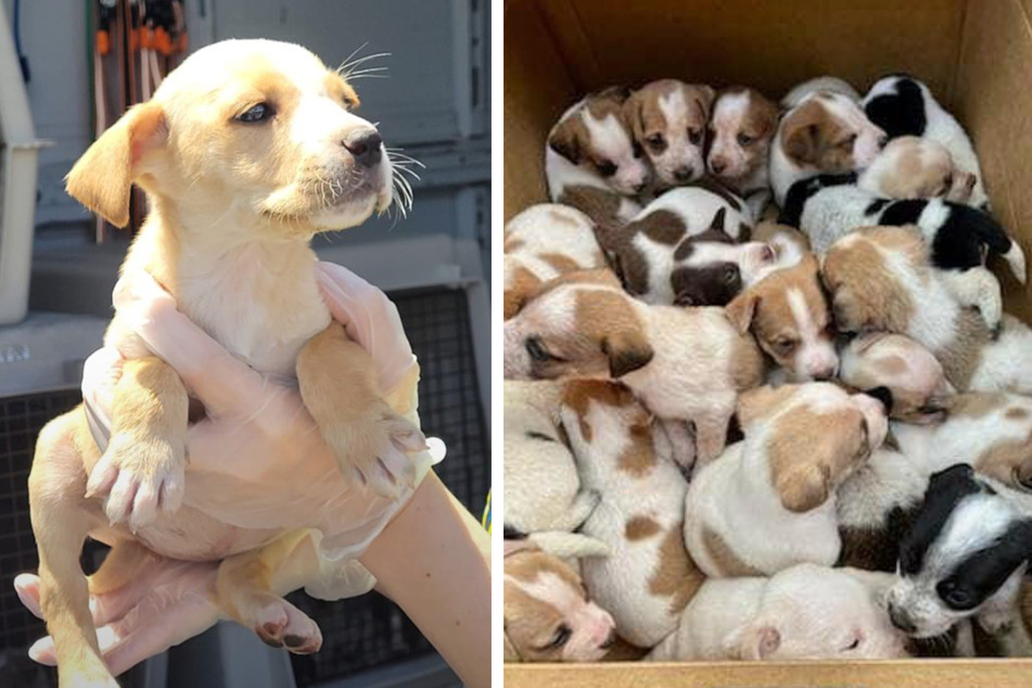 Dozens of abandoned puppies discovered on the side of the road!