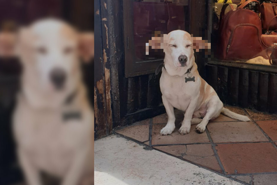 Oh, what ears you have! This dog will remind you of a Harry Potter character