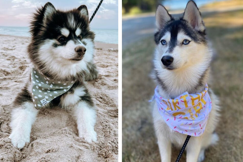 Pomskys are eye-catchers!
