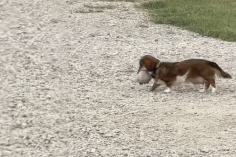 Dachshund dog "steals" tiny kitten for the sweetest reason