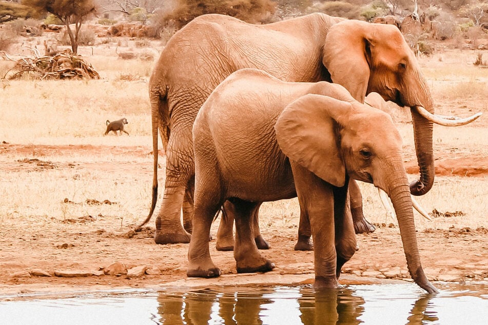 Kenyan elephants and other similar animals are dying of a mysterious and devastating illness. (Stock Image)