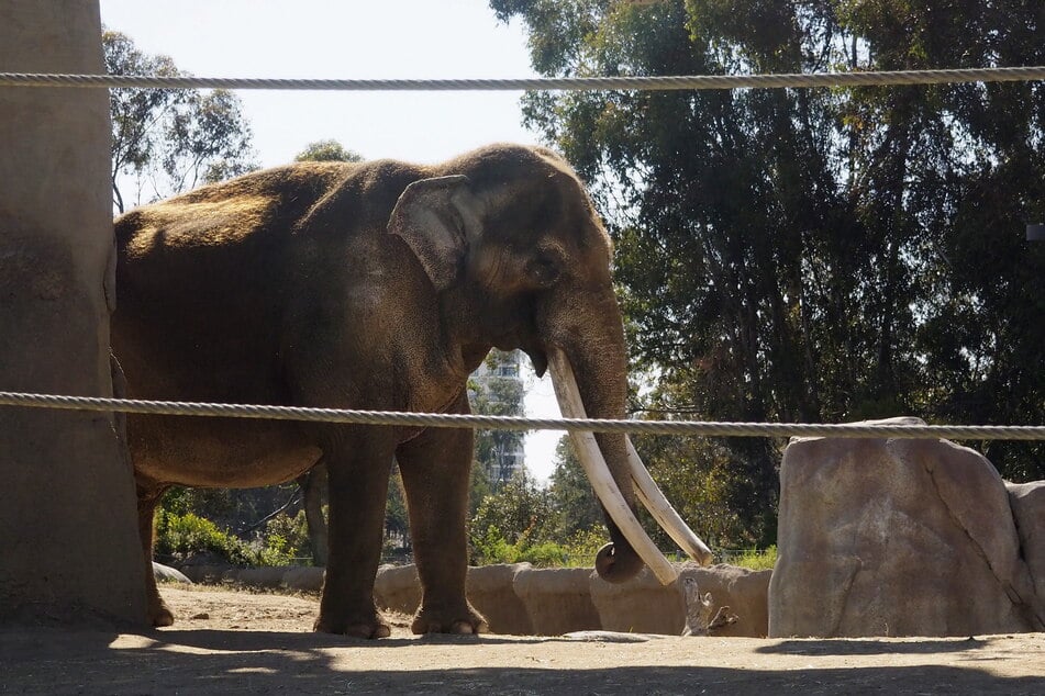 The elephant enclosure at the San Diego Zoo is very popular, but Jose Navarrete clearly overstepped boundaries.