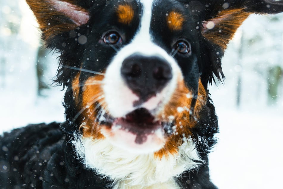 A safe dog is a happy dog.