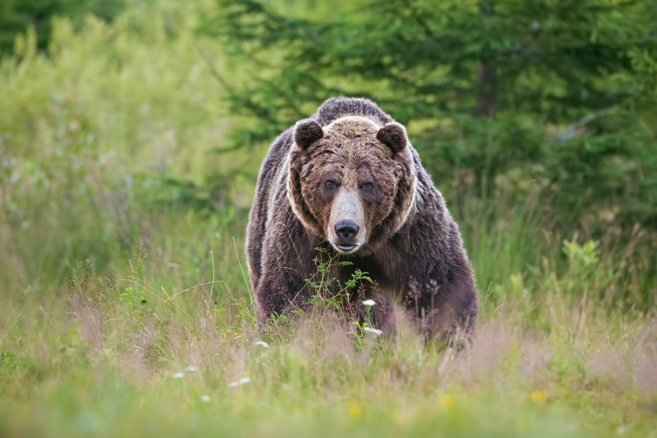 Kaleb tackled a bear to save his best friend.