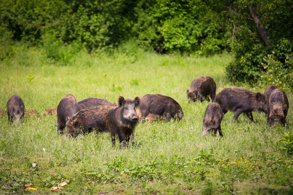 "Rooting," or digging up the ground, damages massive swaths of the ecosystem, resulting in erosion, drained swampland, and habitat destruction (stock image).