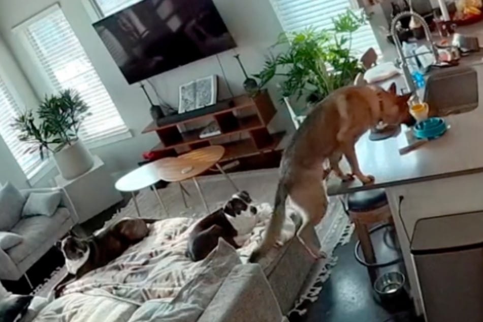Peney the German shepherd gets up to all sorts of mischief when her humans are away.