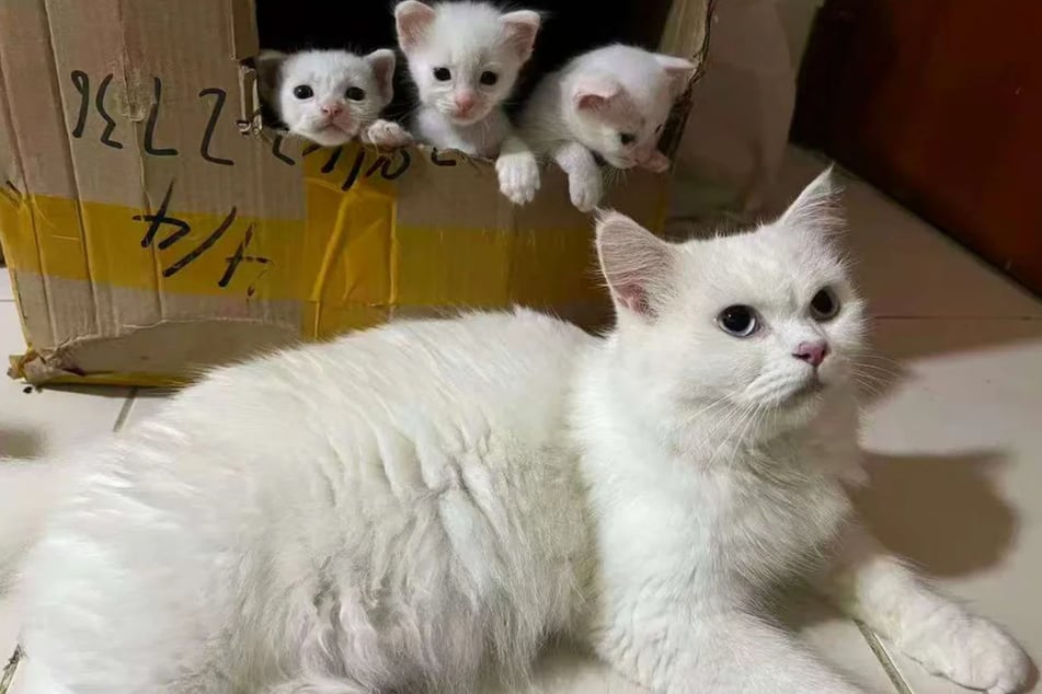 The Reddit user didn't know that he had saved more than just one cat.