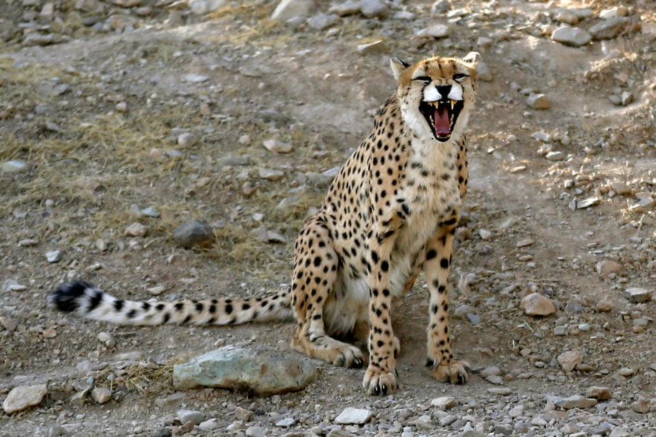 The last of three Asiatic cheetah cubs born in captivity in Iran has died.