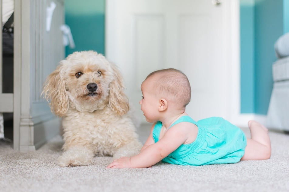 A new baby exposes dogs to new potential stressors like crying, different smells, and unfamiliar owner behavior.