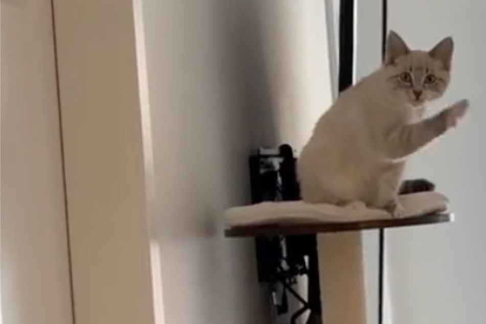 Cat amazes dad with her sweet response to his goodbye!
