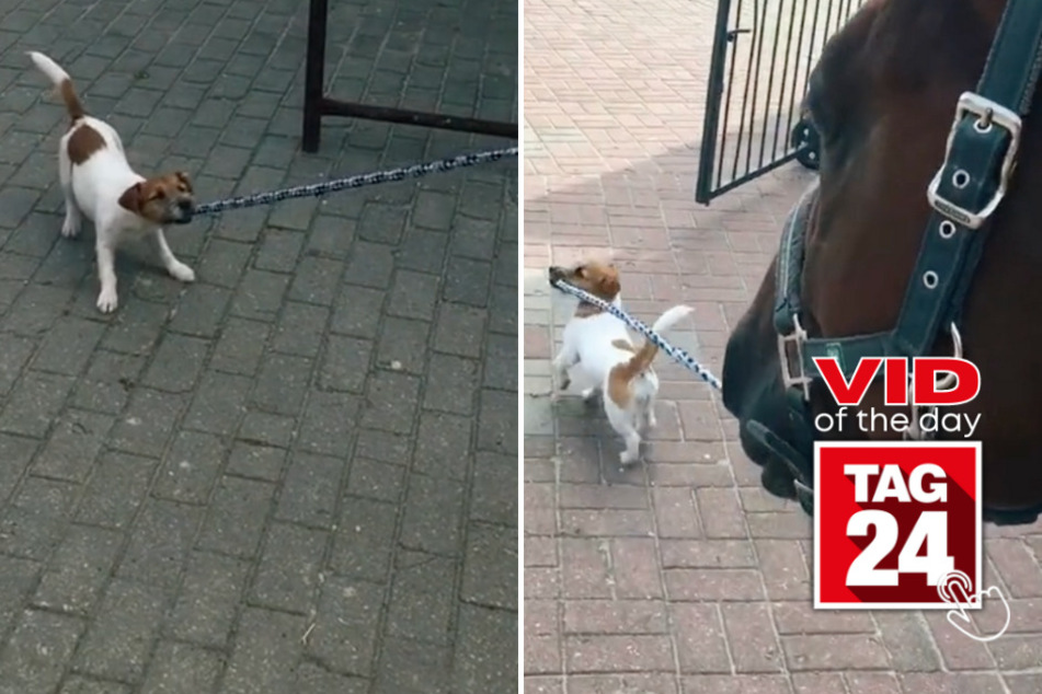 Viral Video of the Day for December 27, 2023: Tiny pup leads the way for horse pal