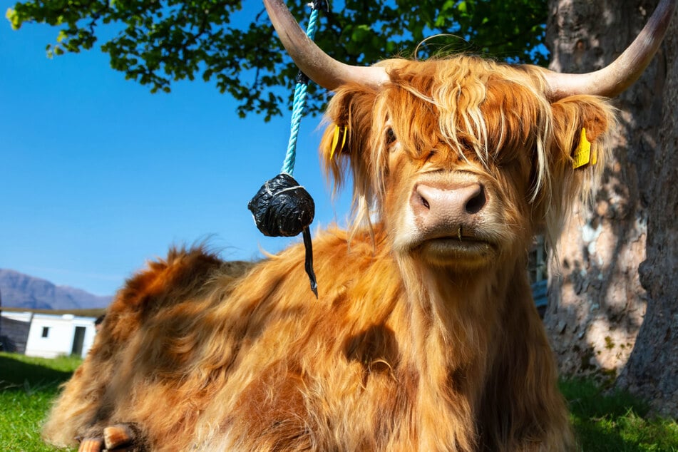 What is the biggest cow in the world?