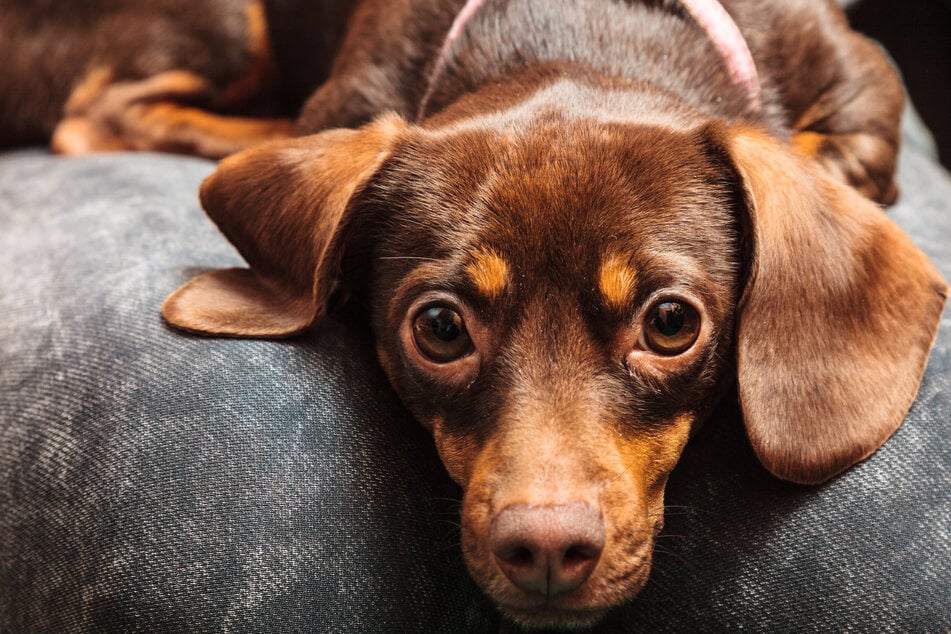 If a Doxiepoo has the coat of a Dachshund, it rarely needs brushing.