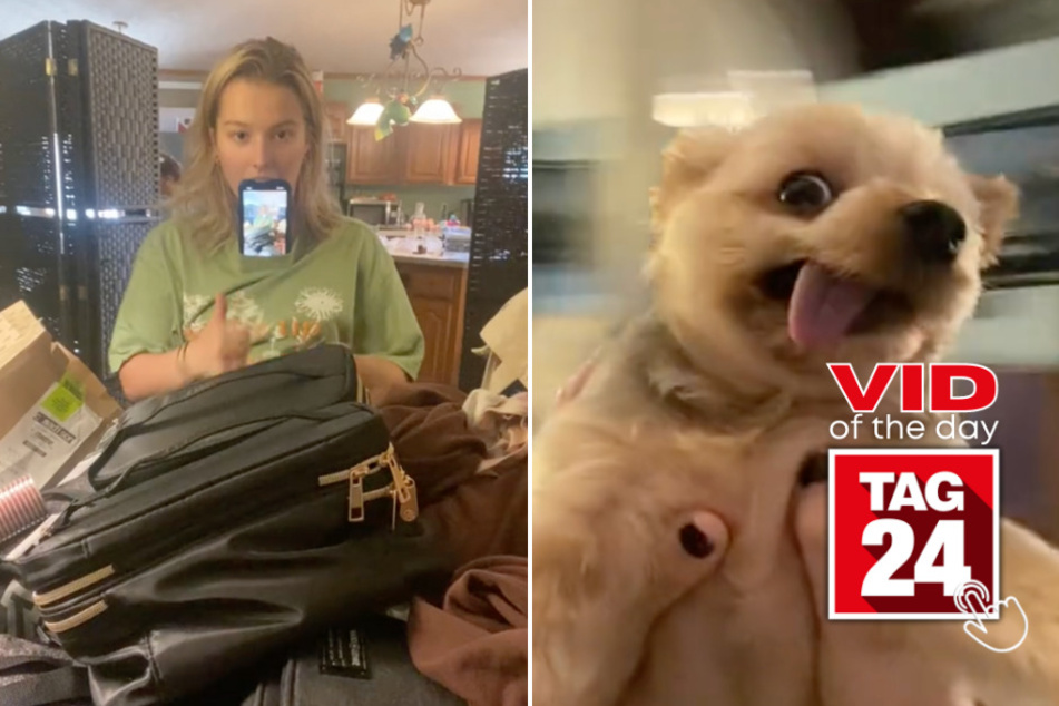 Viral Video of the Day for August 21, 2023: Taylor Swift-loving pup swings to stardom in viral trend!