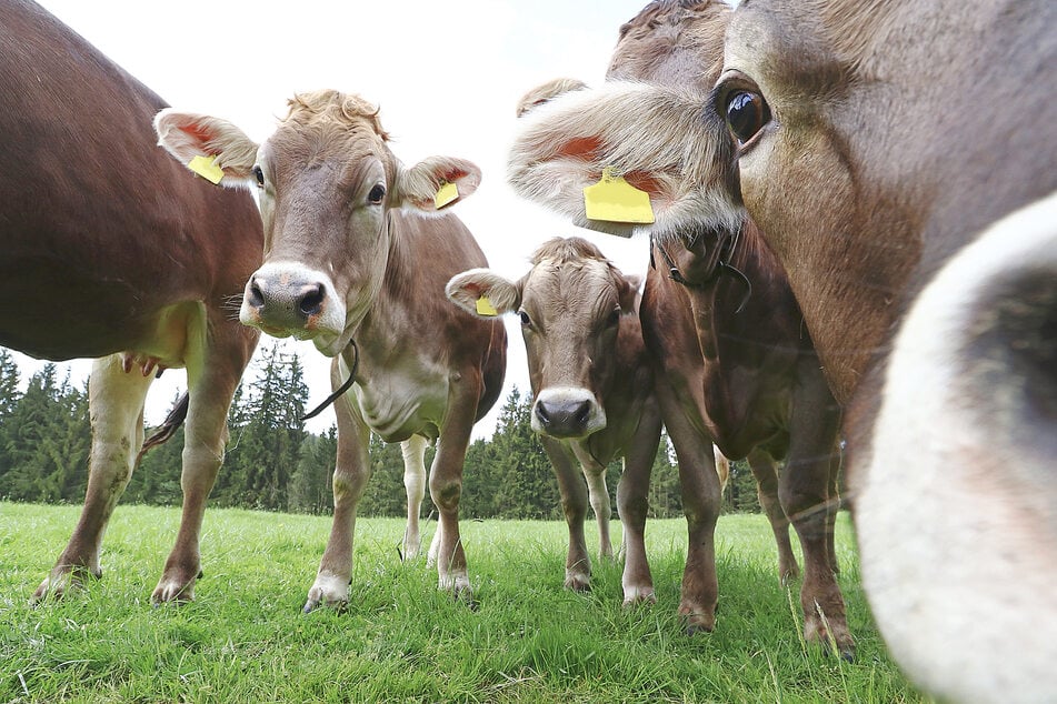 Squashing the beef: Here's the staggering climate impact of a simple diet change