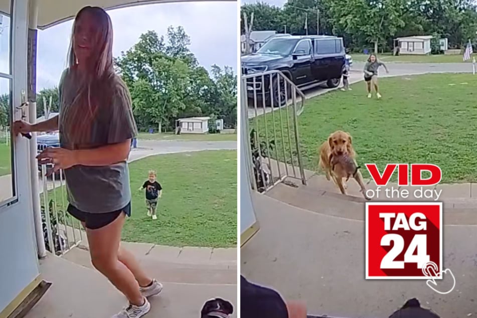 Viral Video of the Day for July 4, 2026: Golden retriever's surprise armadillo delivery sends family into total panic!