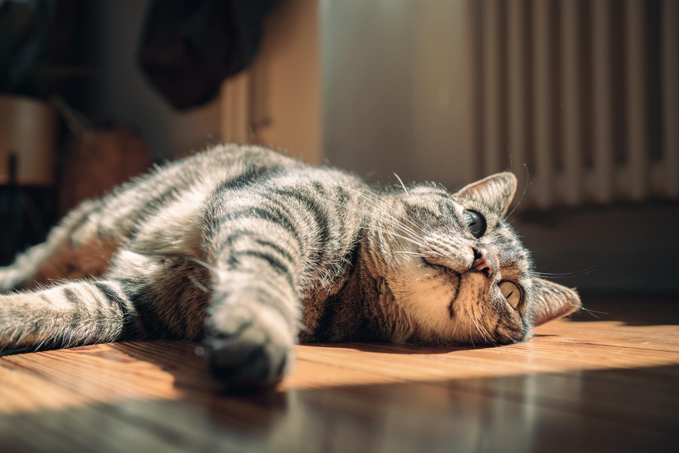 Cats get hot too, so make sure that you look after them on those hot summer days.