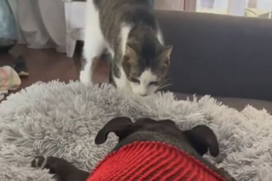 A cat named Bunny and a blind dog named Tye were the best of friends.