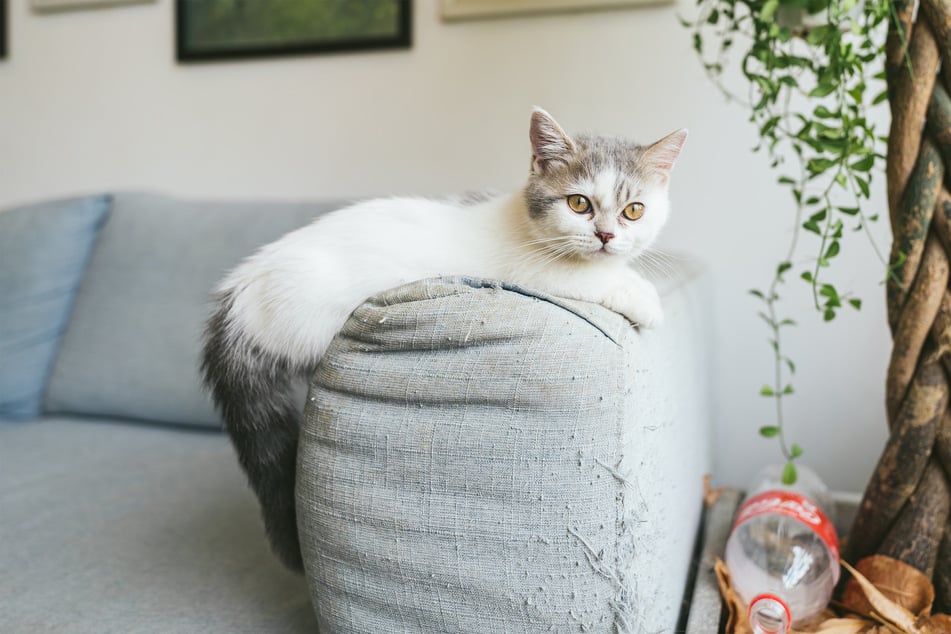 Munchkin cats are tiny little creatures with equally small brains.