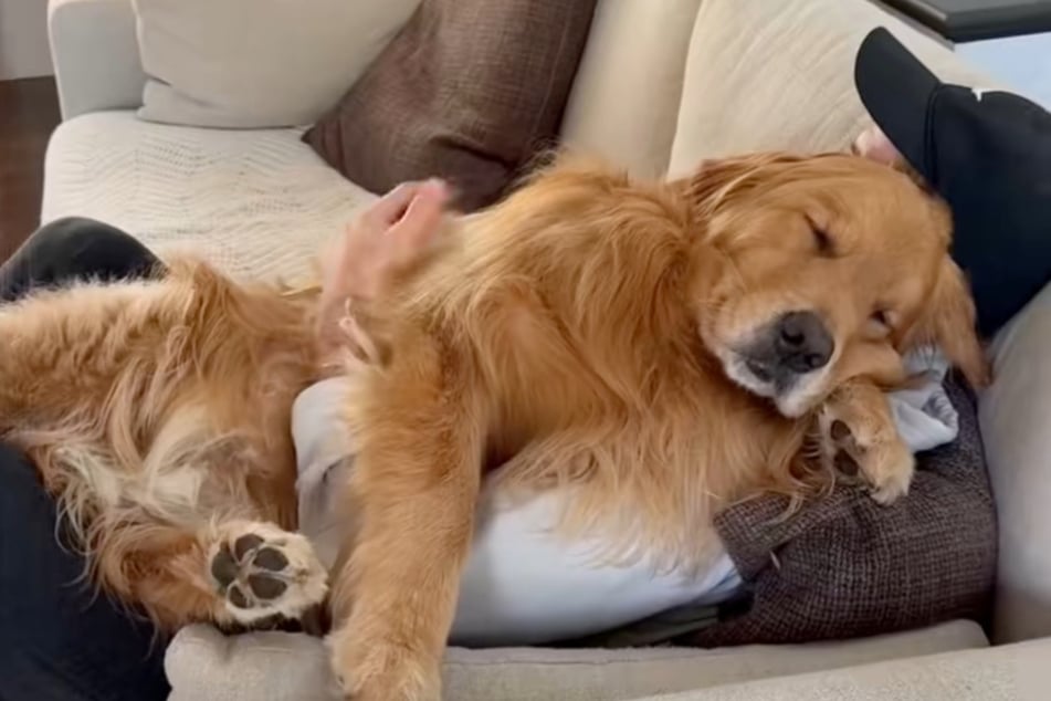 Tim does what he can to comfort his dog.