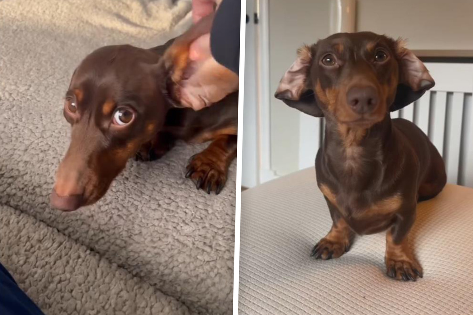 Link the Dachshund dog can be seen struggling with a problem that every owner of floppy-eared breeds is probably all too familiar with!