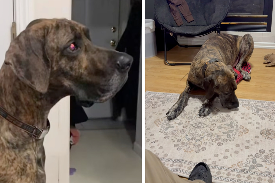 Rusty pulled on Instagram users' heartstrings.