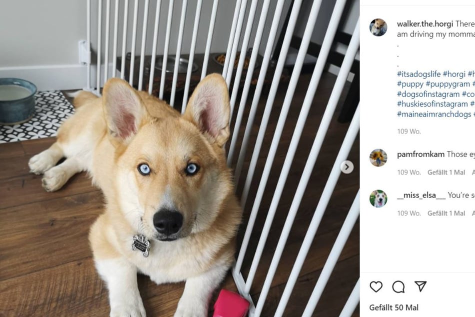Walker, a horgi living in Iowa, has the eyes of a husky and the legs of a corgi.