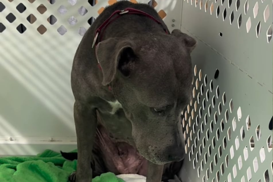 Sophie is utterly devastated after being returned to the shelter. If her caregivers can't find a suitable home for her, the dog may have to be put down.