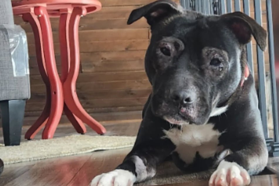 Neglected pup must learn "how to dog" again after emotional rescue